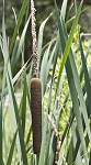 Cattail