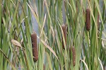 Cattail