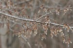 Winged elm