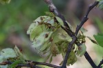 American elm