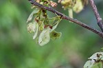 American elm