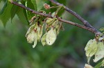 American elm