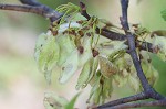 American elm