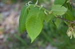 American elm