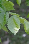 American elm