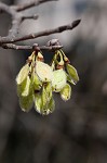 American elm