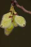 American elm