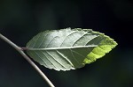 Cedar elm