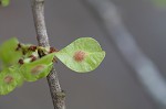 Slippery elm