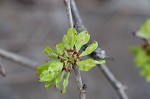 Slippery elm