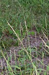 Texas signalgrass