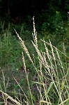 Texas signalgrass