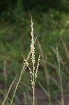 Texas signalgrass