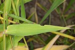 Texas signalgrass