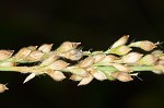 Texas signalgrass