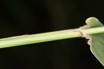 Texas signalgrass