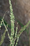 Texas signalgrass