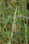 Texas signalgrass