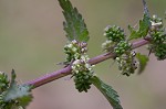 Heartleaf nettle