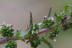 Heartleaf nettle