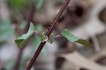 Heartleaf nettle