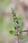 Heartleaf nettle