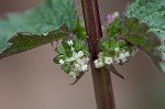 Heartleaf nettle