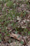 Heartleaf nettle