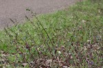 Heartleaf nettle