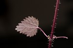 Heartleaf nettle