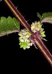 Heartleaf nettle