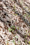 Heartleaf nettle