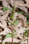 Heartleaf nettle