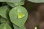 Largeflower bellwort