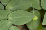 Largeflower bellwort