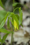 Largeflower bellwort