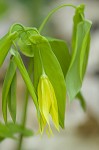 Largeflower bellwort