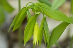 Largeflower bellwort