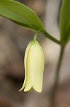 Sessileleaf bellwort <BR>Wild oats