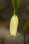 Sessileleaf bellwort <BR>Wild oats