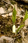 Sessileleaf bellwort <BR>Wild oats