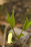 Sessileleaf bellwort <BR>Wild oats