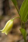 Sessileleaf bellwort <BR>Wild oats