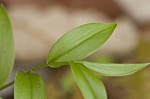 Sessileleaf bellwort <BR>Wild oats