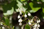 Tree sparkleberry