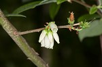 Black highbush blueberry