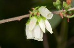 Black highbush blueberry