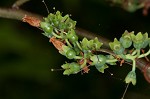 Black highbush blueberry