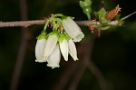 Black highbush blueberry