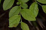 Black highbush blueberry